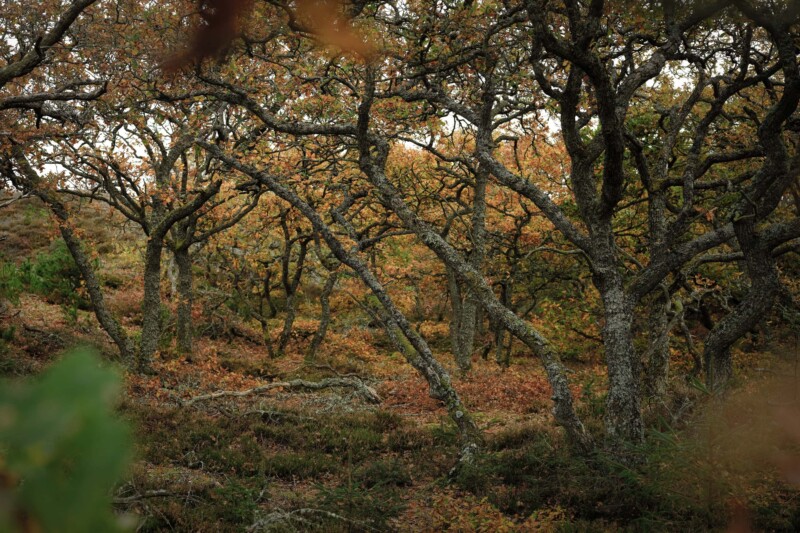 Kærgård PlantagePreben Stentoft