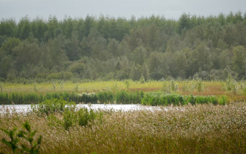 Gulddalslund Plantage